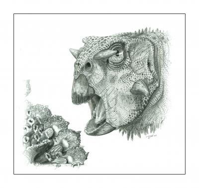 Psittacosaurus gobiensis